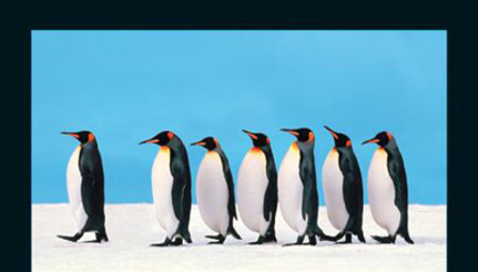 penguin_leadership